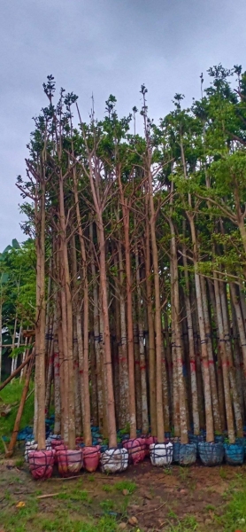 Mua bán cây xanh - Cây Xanh An Khang - Công Ty TNHH Dịch Vụ Và Kỹ Thuật An Khang